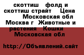 скоттиш - фолд и скоттиш страйт. › Цена ­ 3 000 - Московская обл., Москва г. Животные и растения » Кошки   . Московская обл.